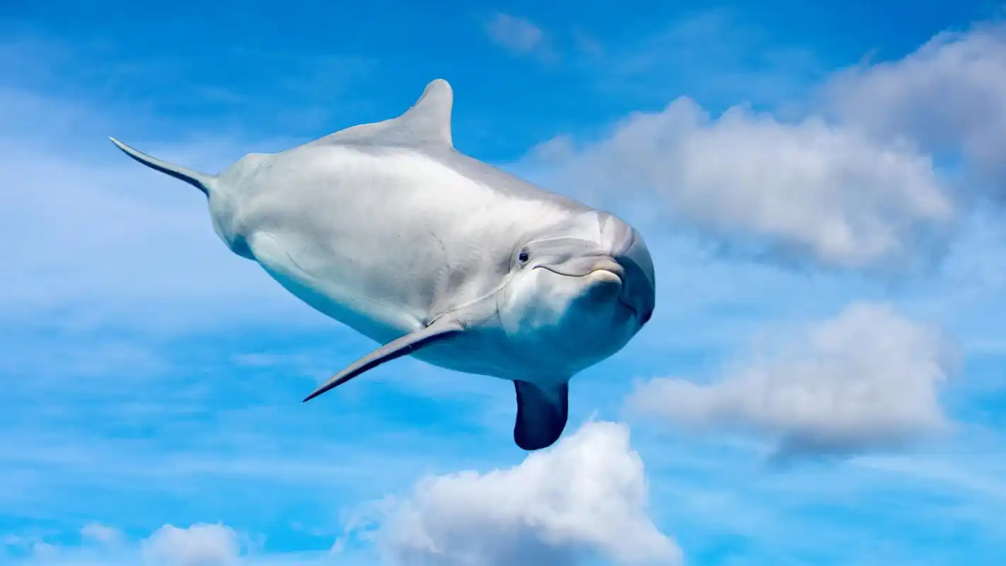 精选海豚近距离特写摄影桌面壁纸图片高清大图预览1920x1080_动物壁纸