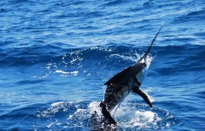 旗鱼:短距离第一速度