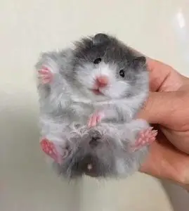 长毛金丝熊仓鼠宠物卷毛鸽灰丁香卷毛金丝熊卷毛纯银长毛西施熊长