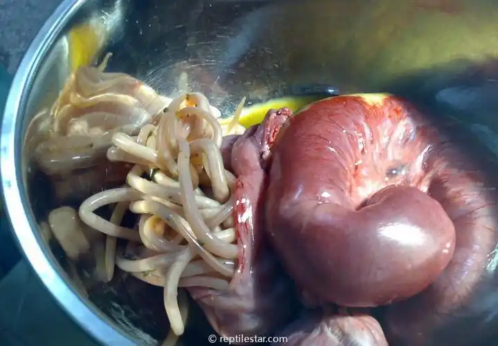 这些常见线虫中,蛔虫爆发最犀利,会堵塞肠道和消化器官.