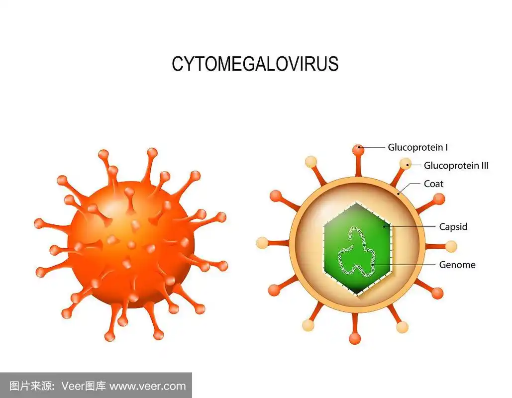 巨细胞病毒.病毒粒子的结构
