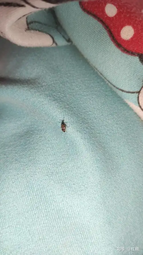 家里为什么会有那么多小虫子