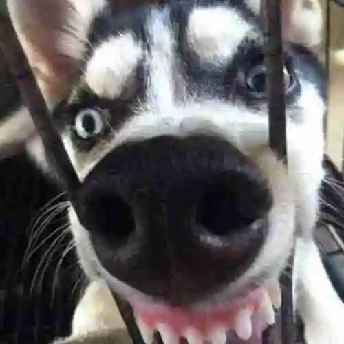 逗比二哈眼神犀利高冷美女和二哈哈士奇表情图片 二哈搞笑图片表情带