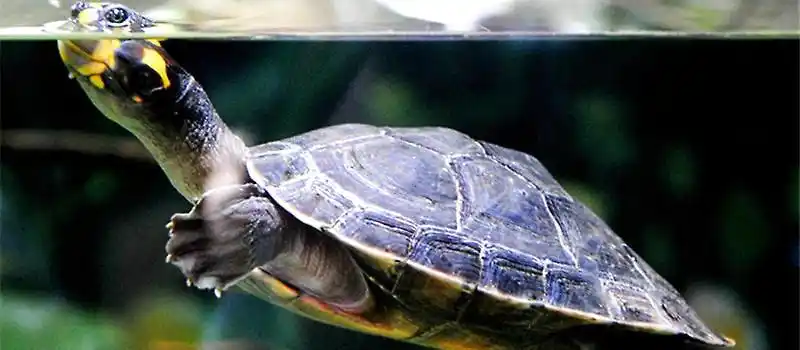 黄头侧颈龟过冬要注意什么