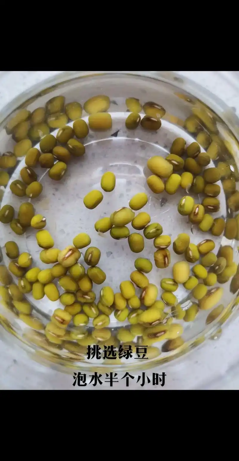 绿豆芽的根向下生长 小芽长成到两厘米左右 上端长出了小叶子  - 抖音