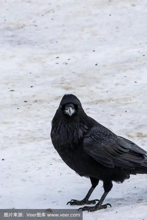 800_1200竖版 竖屏