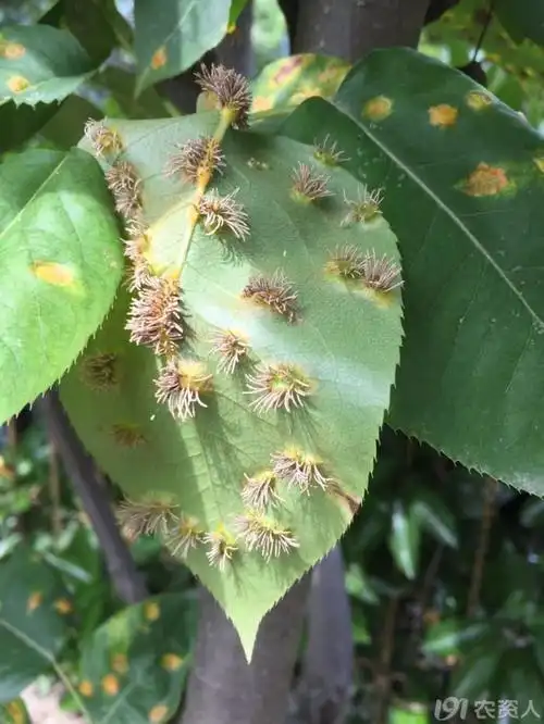 急梨树锈病用什么药能打住