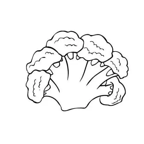 花菜简笔画图片大全