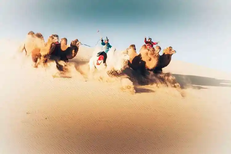 宝古图沙漠里冲沙的骆驼,似千军万马在战场上嘶鸣,奋勇冲前.