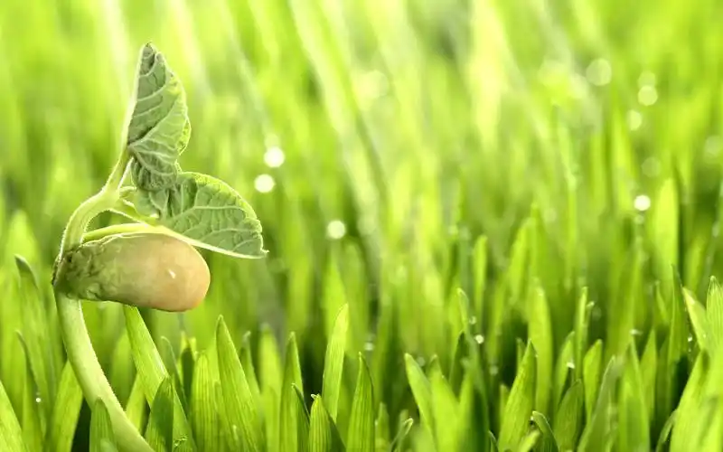 新鲜豆芽嫩叶,高清图片,电脑桌面-壁纸族