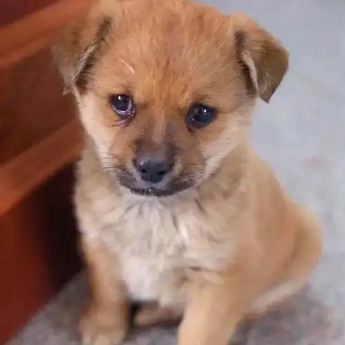 小土狗看家狗农村狗狗活物大型犬四眼狗仔狼狗幼崽中华田园犬幼犬