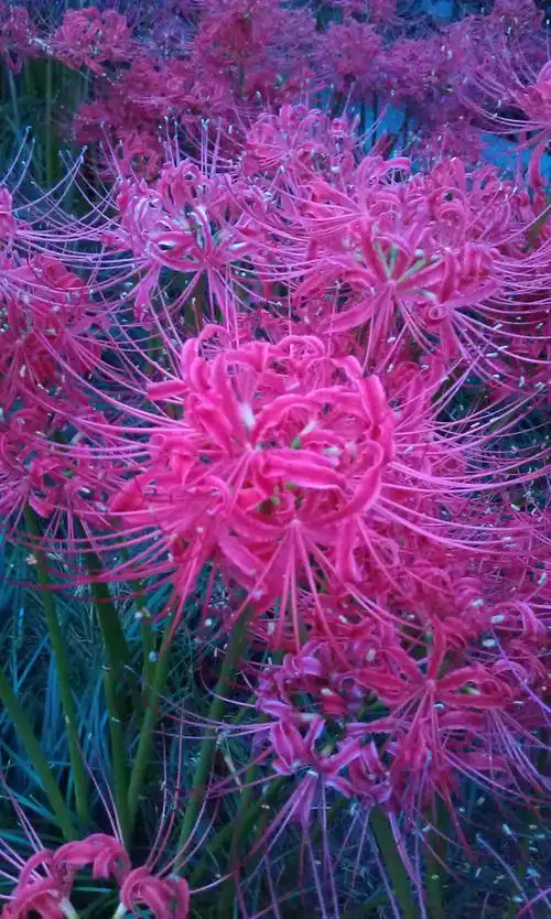 长满了盛开的,鲜红色(或者是血色)的彼岸花——曼珠沙华