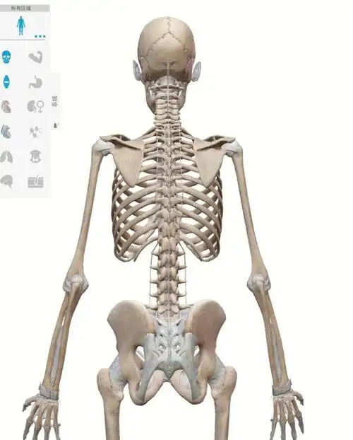 人体结构练习4100