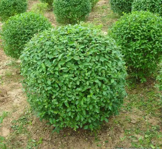 小叶女贞球图片