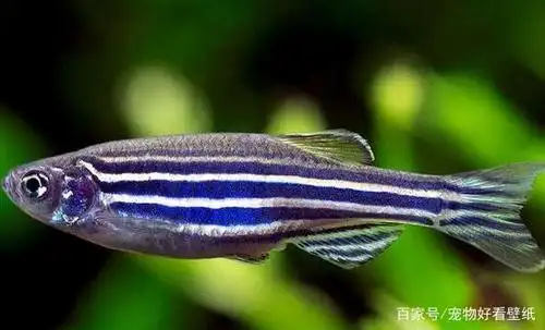 斑马鱼好看的壁纸:两侧都有深蓝色的条纹!