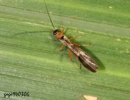 p>亚成虫是 a target="_blank" href="/item/不完全变态">不完全变态