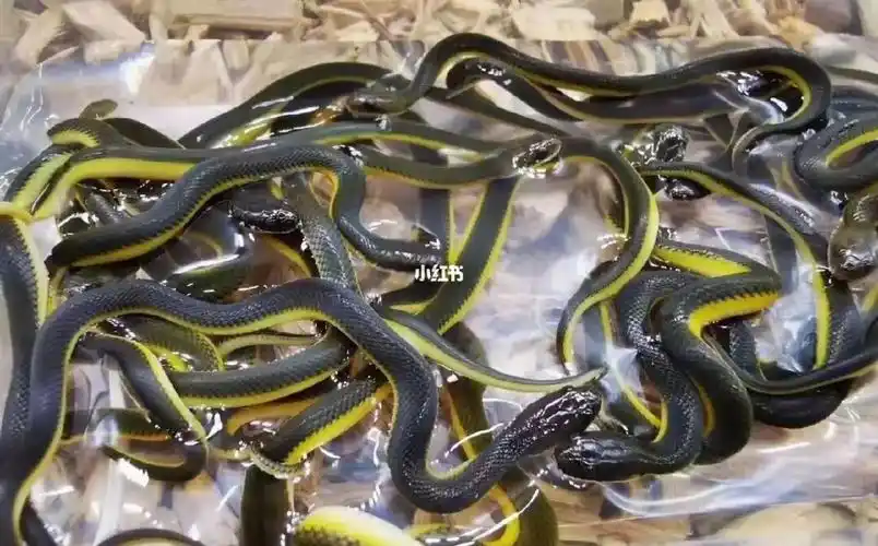 金边水蛇颜值高价格美