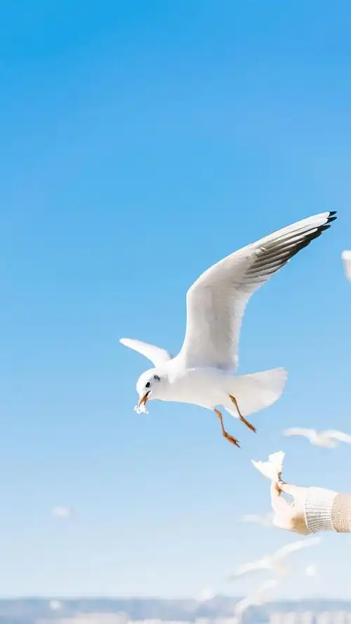 海鸥自由的翱翔