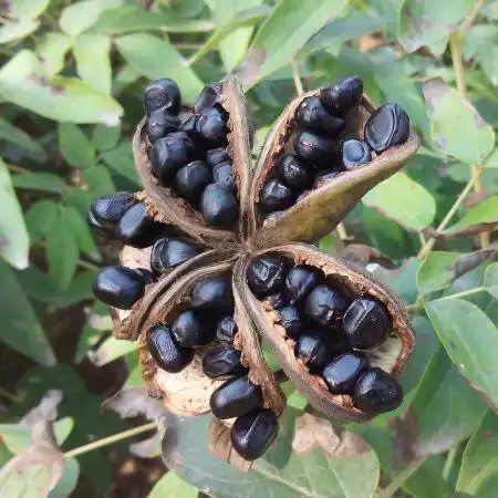 油用牡丹种子牡丹籽凤丹牡丹种子