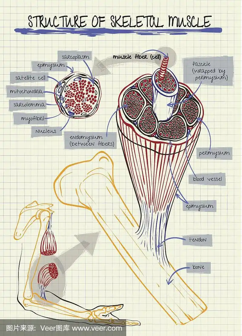 人体骨骼肌的结构