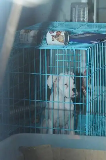 困在牢笼里的动物.