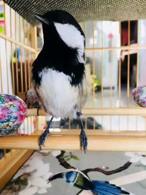 贝子红子鸟食制作方法汇总