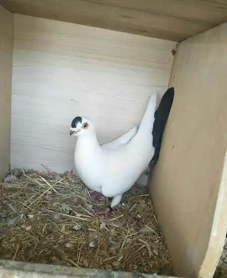 老北京大体点子目测母