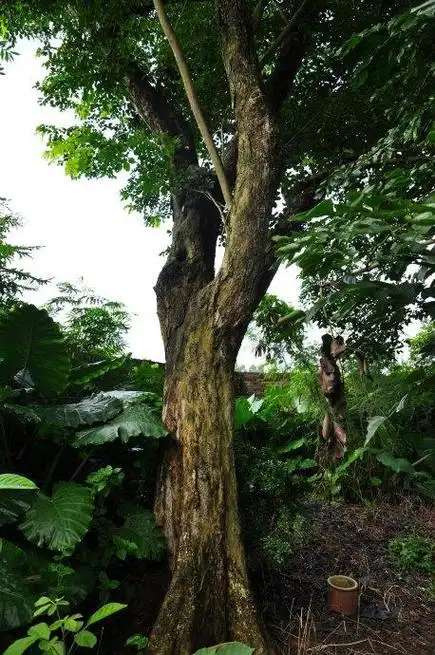 黄檀木(蝶形花科黄檀属植物)_石塘网