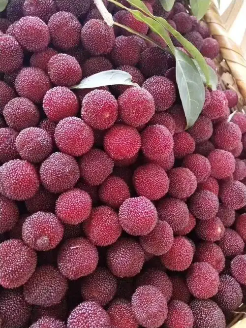 新鲜当日达乌梅,早上采摘晚上送到家