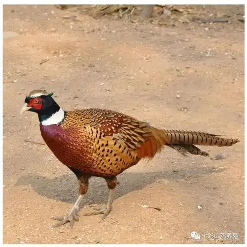 笼养七彩山鸡有哪些好处?笼养和散养,圈养比优势在哪里?