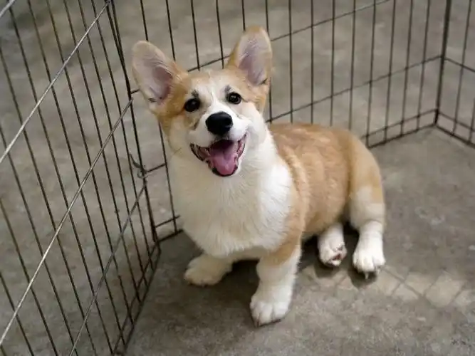 九月龄回家几天可遛弯,适合没时间照顾小狗的上班族#柯基  #柯基幼犬