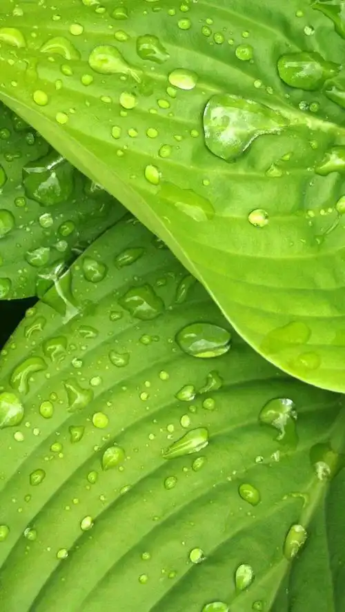 壁纸推荐|绿色护眼,绿意盎然,清新唯美,高清无水印