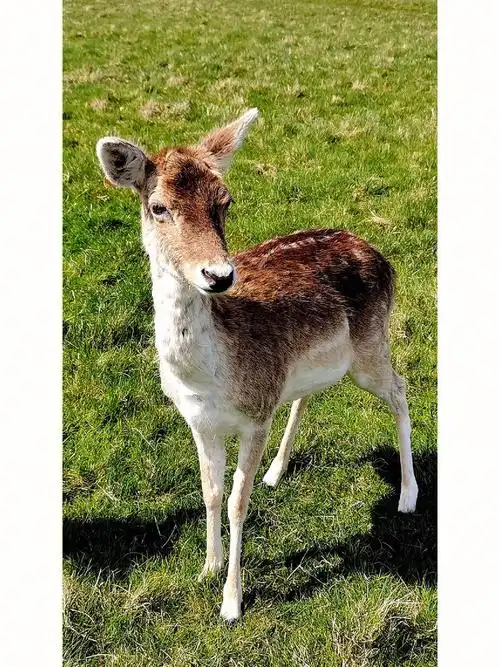 爱尔兰都柏林凤凰公园61小鹿