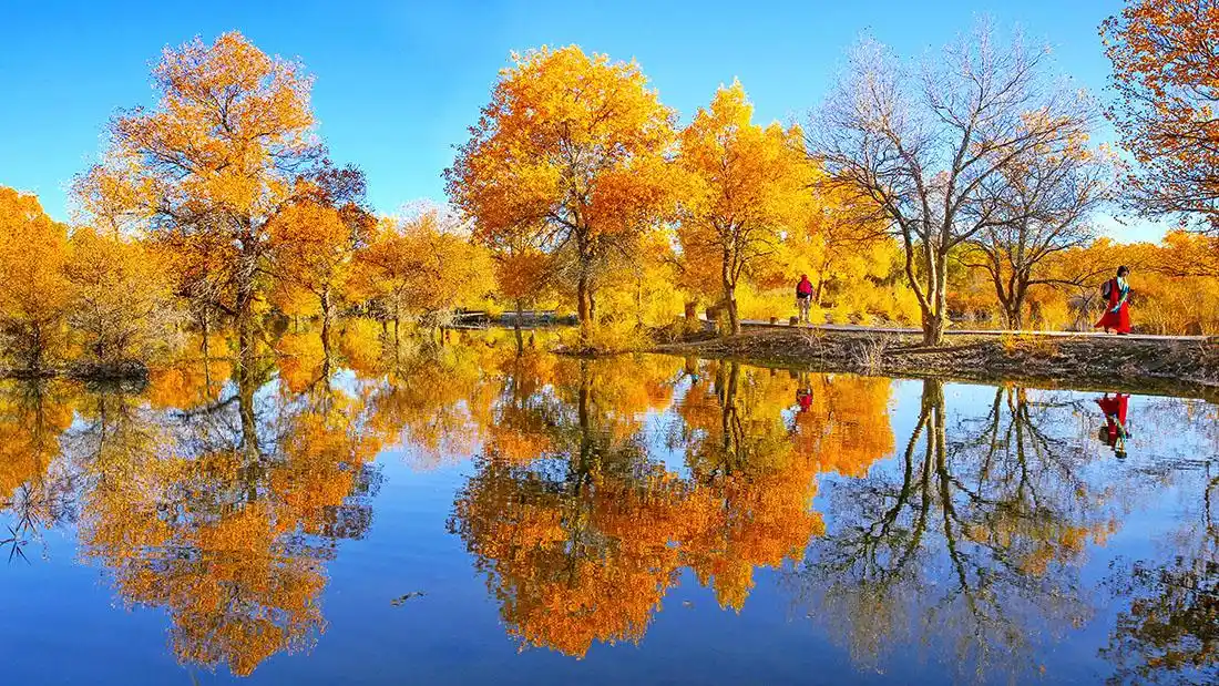 仙境般美景-金塔胡杨林 - 自然风景 - 数码摄影网论坛 - 摄影交流论坛