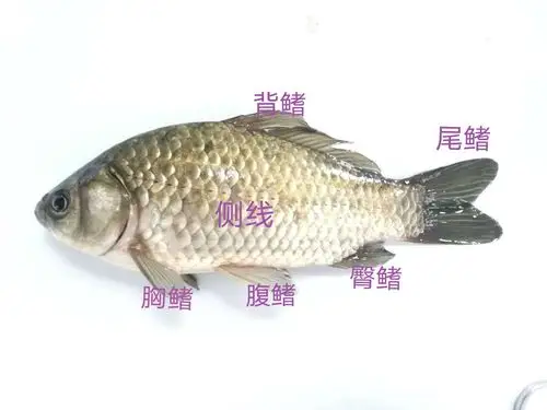 鲫鱼—观察和解剖实验 2020-10-01