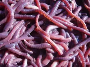 龙华预防臭虫,龙华消灭红虫,龙华消灭红虫公司