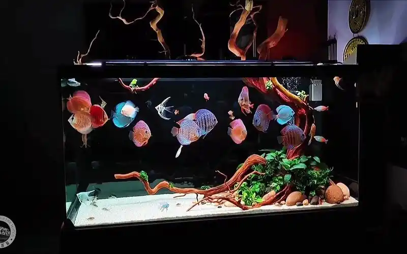 活动作品15米七彩神仙南美缸造景展示