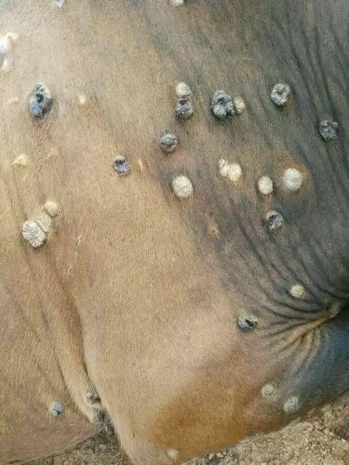 可有效预防疥螨的发生;当发病后可采用伊维菌素,双甲脒或除癞灵(辛