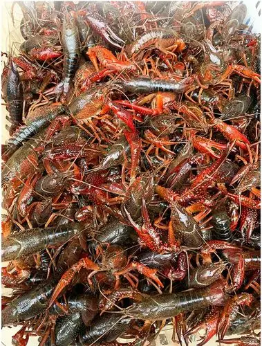 【2斤|预售|鲜活】鲜活清水野生小龙虾2斤(精选) 雄安新区白洋淀产