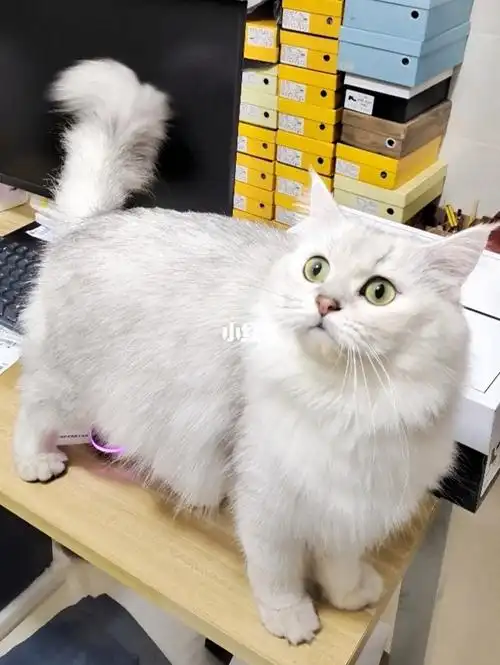 600一只喜欢的带走长毛银渐层弟弟