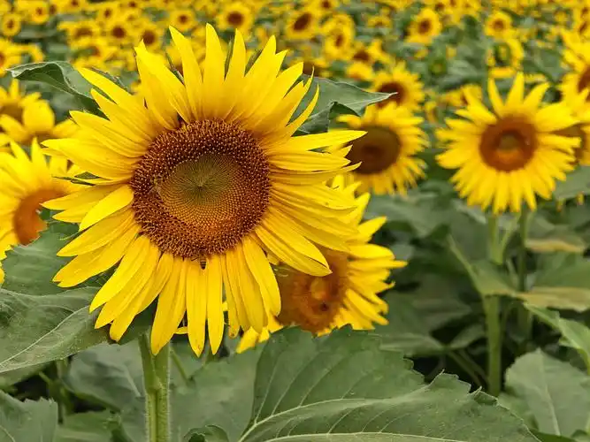 兴泉向日葵花开