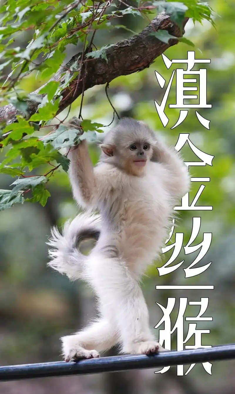 云南特有的滇金丝猴.滇金丝猴是中国特有的珍稀濒危灵长类动物.