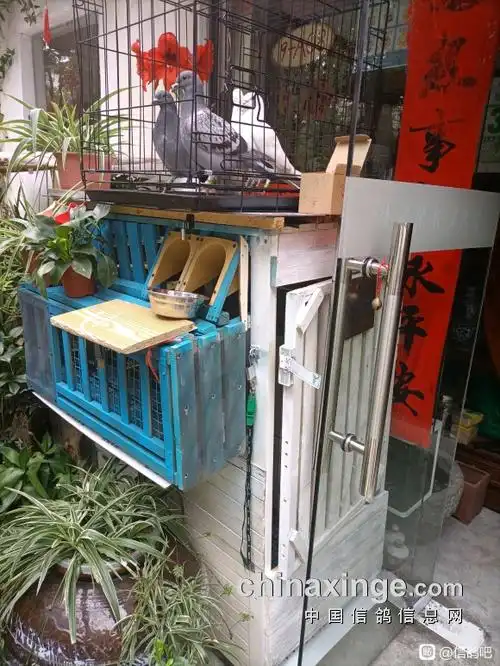 五年后再入坑 百元自制简易迷你鸽棚