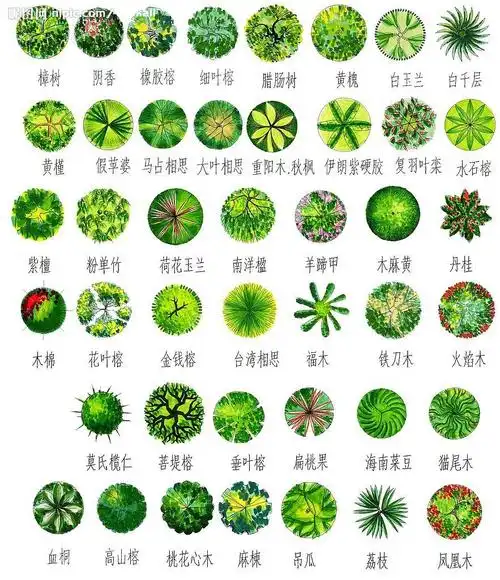 手绘园林树木素材-平立面