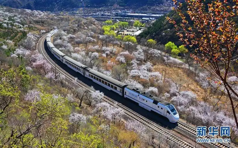 北京居庸关附近山花烂漫,列车穿行其中,构成春日里美丽的风景线