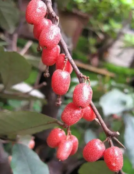 农村大山里的这个野果子很甜,看着口水都出来了,还可以止咳平喘