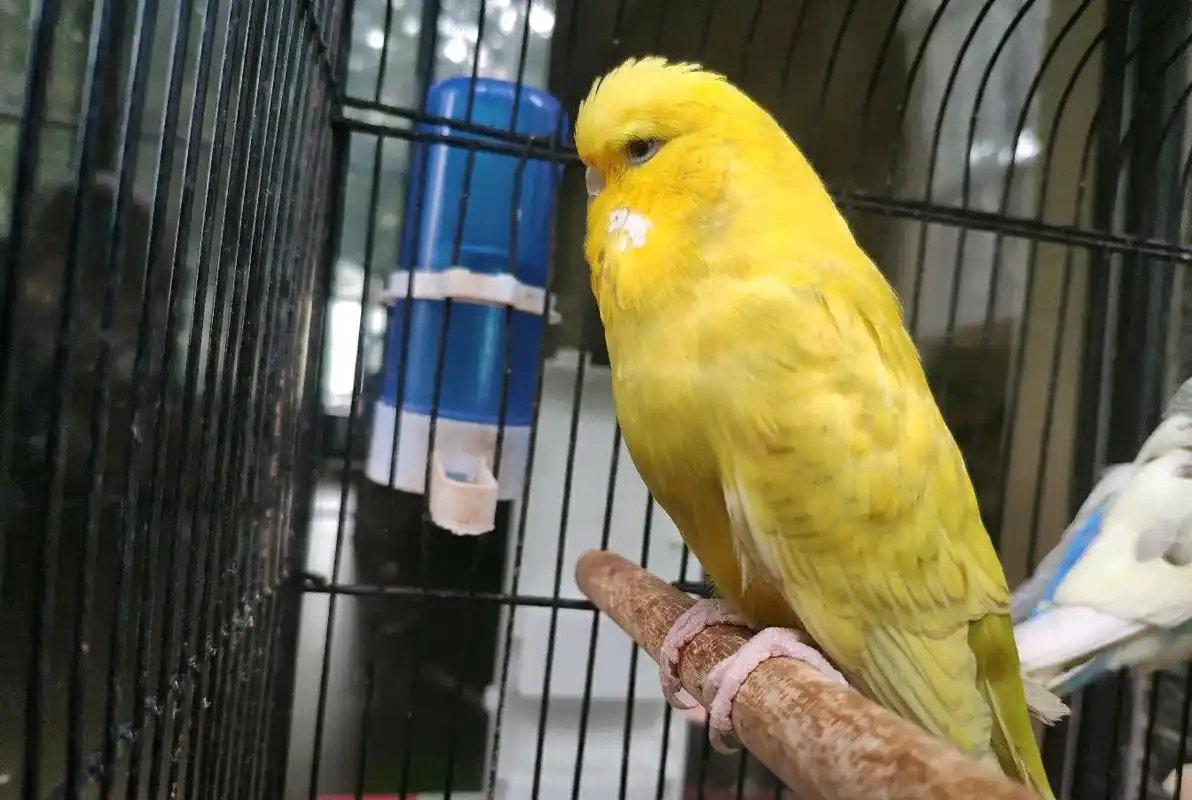 国血大头虎皮鹦鹉美图鉴赏