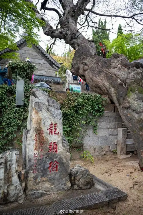 嗨拍崂山##花海青岛恣在生活