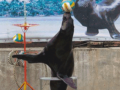 精彩的海狮,海豹表演婀娜多姿的美人鱼表演五颜六色的珊瑚五彩斑斓的