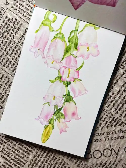 水彩风铃草
